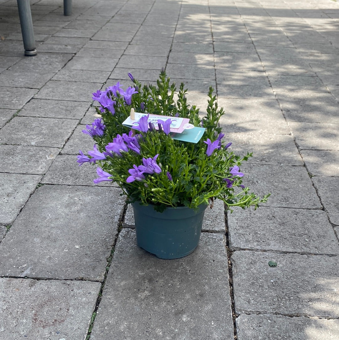 Campanula Ambella Lavender - Herbaceous - Windyridge Garden Centre