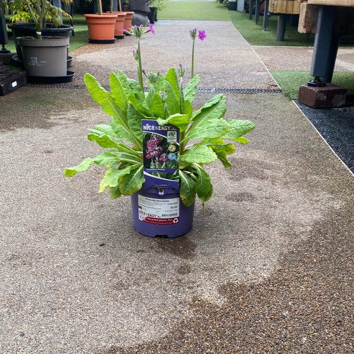 Primula Beesiana 2L