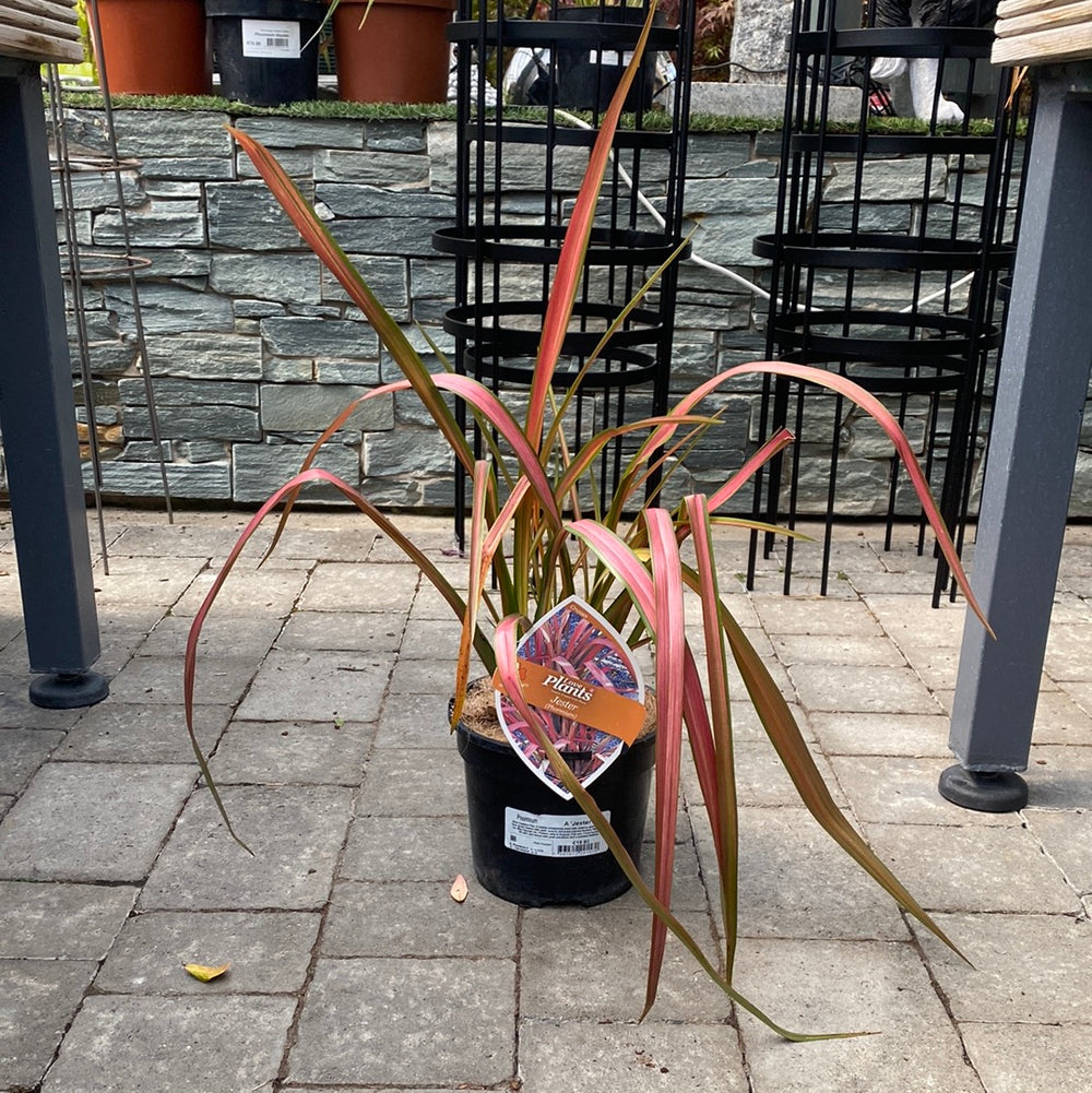 Phormium Jester - Herbaceous - Windyridge Garden Centre