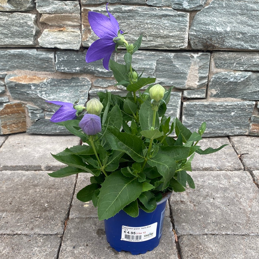 Balloon-Flower-Platycodon-grand.-Astra-Blue-Potted-1