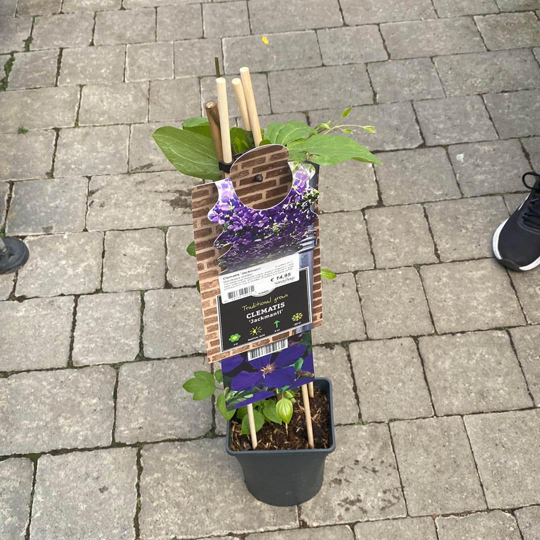 Clematis-Jackmanii-Potted