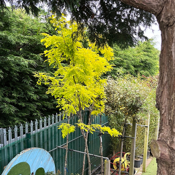 ROBINIA PSEUD. 'FRISIA' CLT 35