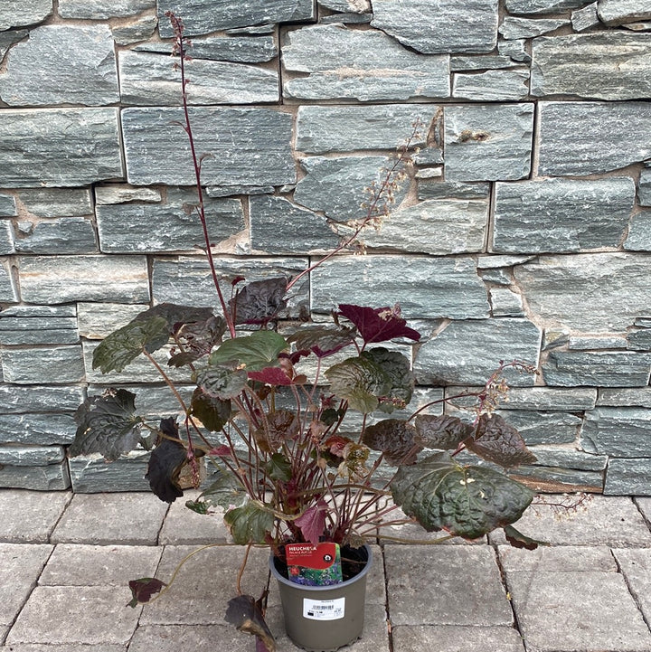 Heuchera Micran. Palace Purple - Bedding - Windyridge Garden Centre