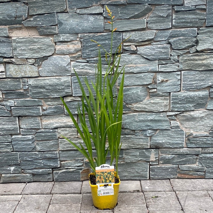 Coppertips Crocosmia George Davidson (2Ltr Pot)
