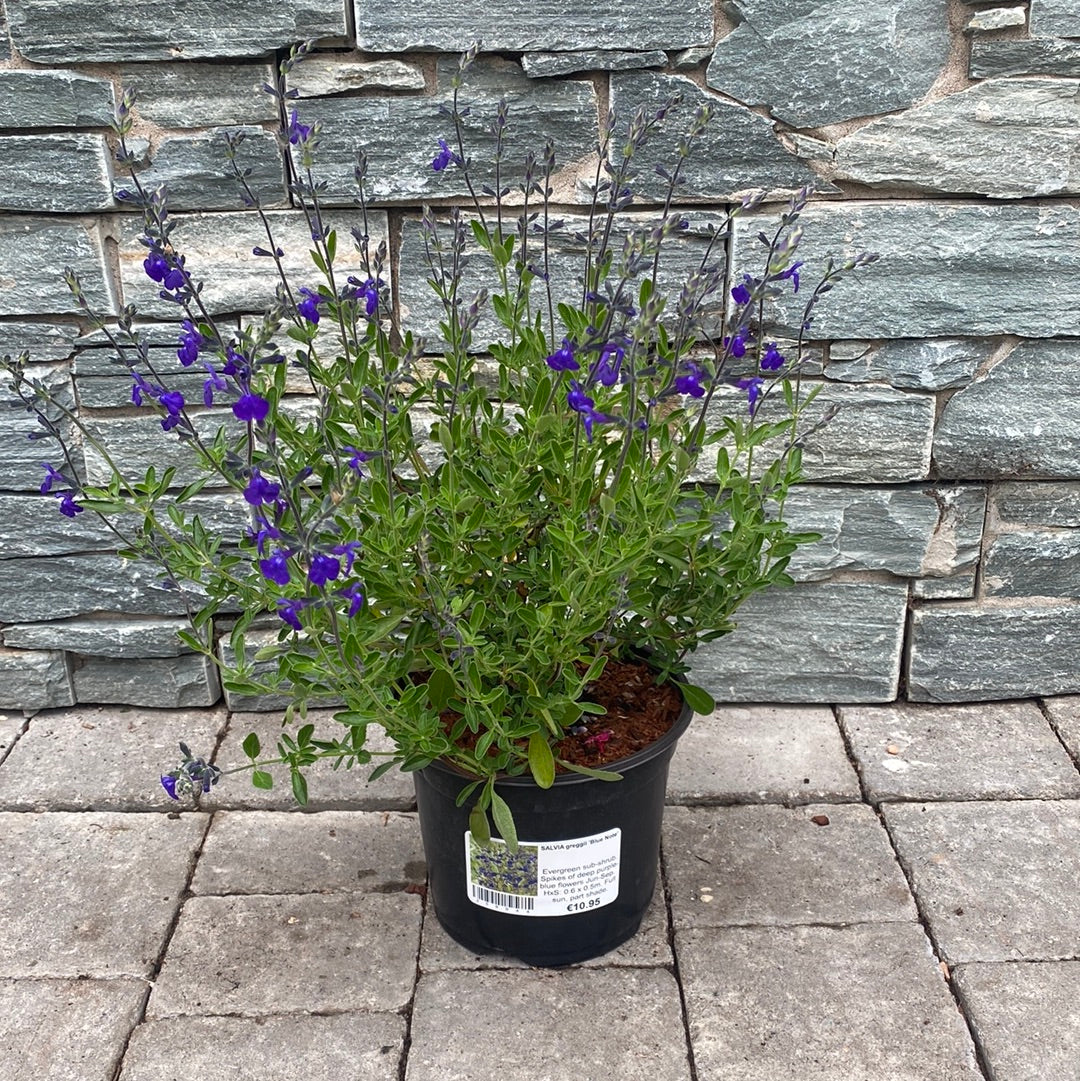 Autumn Sage Salvia greggii Blue Note (3Ltr Pot)