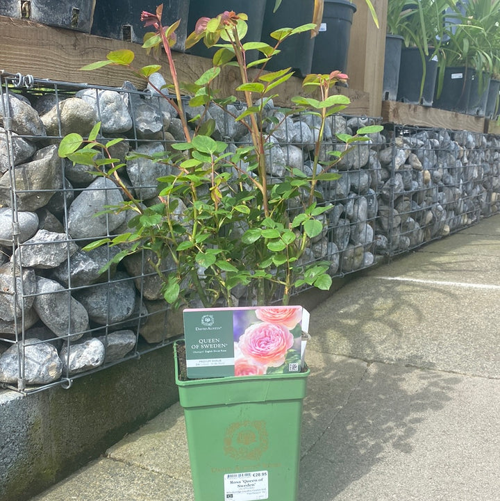 David-Austin-Rosa-Queen-of-Sweden-Potted-2