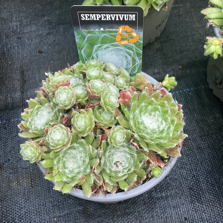 Sempervivum mix