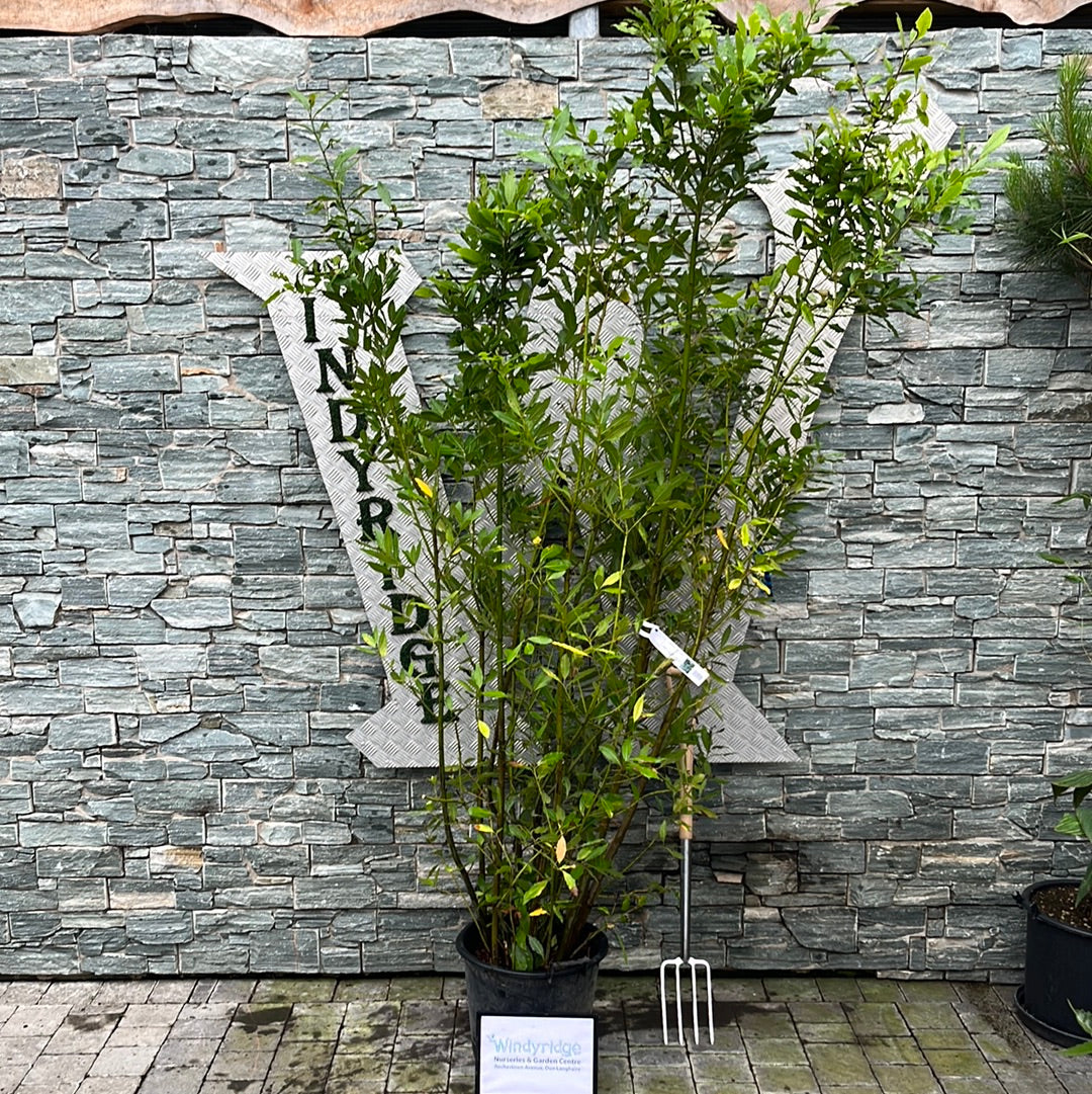 LAURUS NOBILIS CLT 30 H 250 - 300 CM