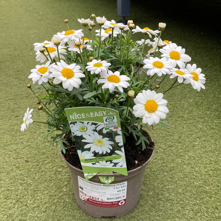 Argyranthemum Madeira White
