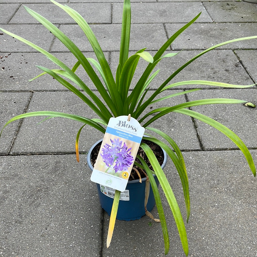 African Lily Agapanthus  Jacaranda (3Ltr Pot)