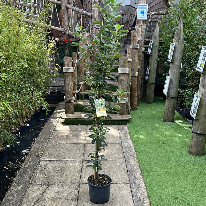 MALUS GOLDEN HORNET