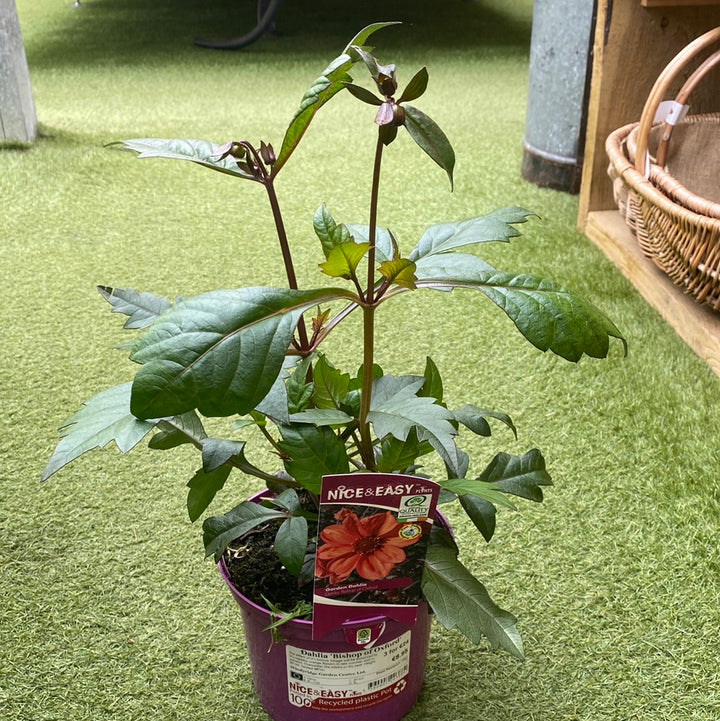 Dahlia Bishop of Oxford 2L