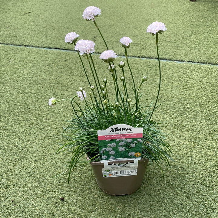 Armeria maritima Alba