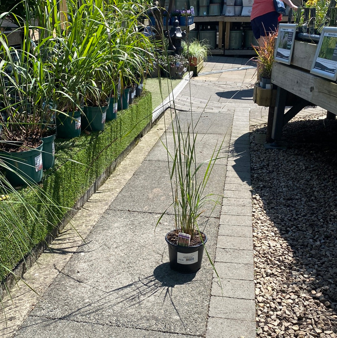 Calamagrostis Karl forester