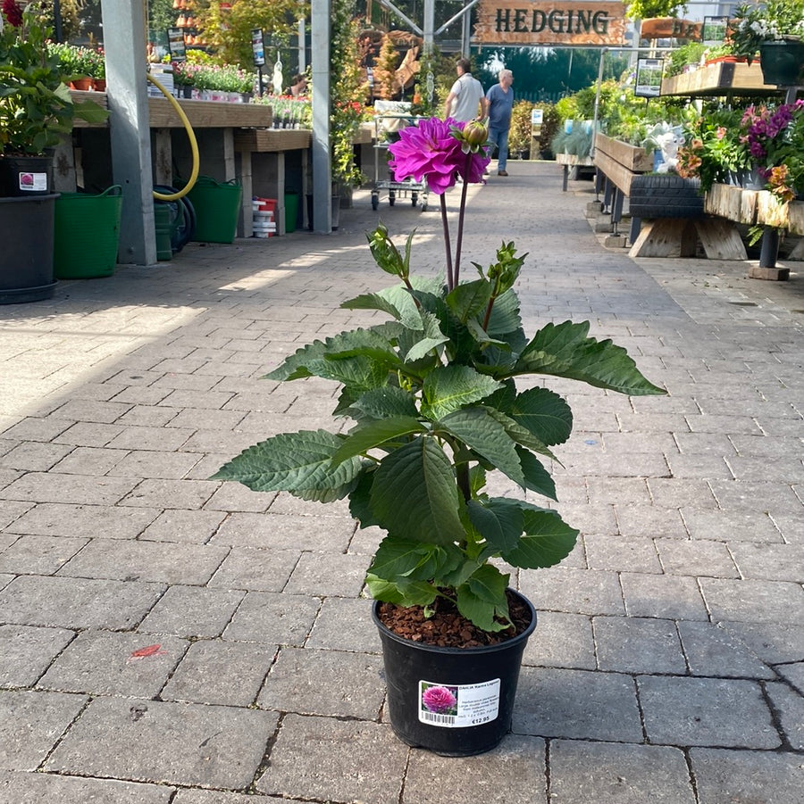 Dahlia Karma Lagoon - Herbaceous - Windyridge Garden Centre