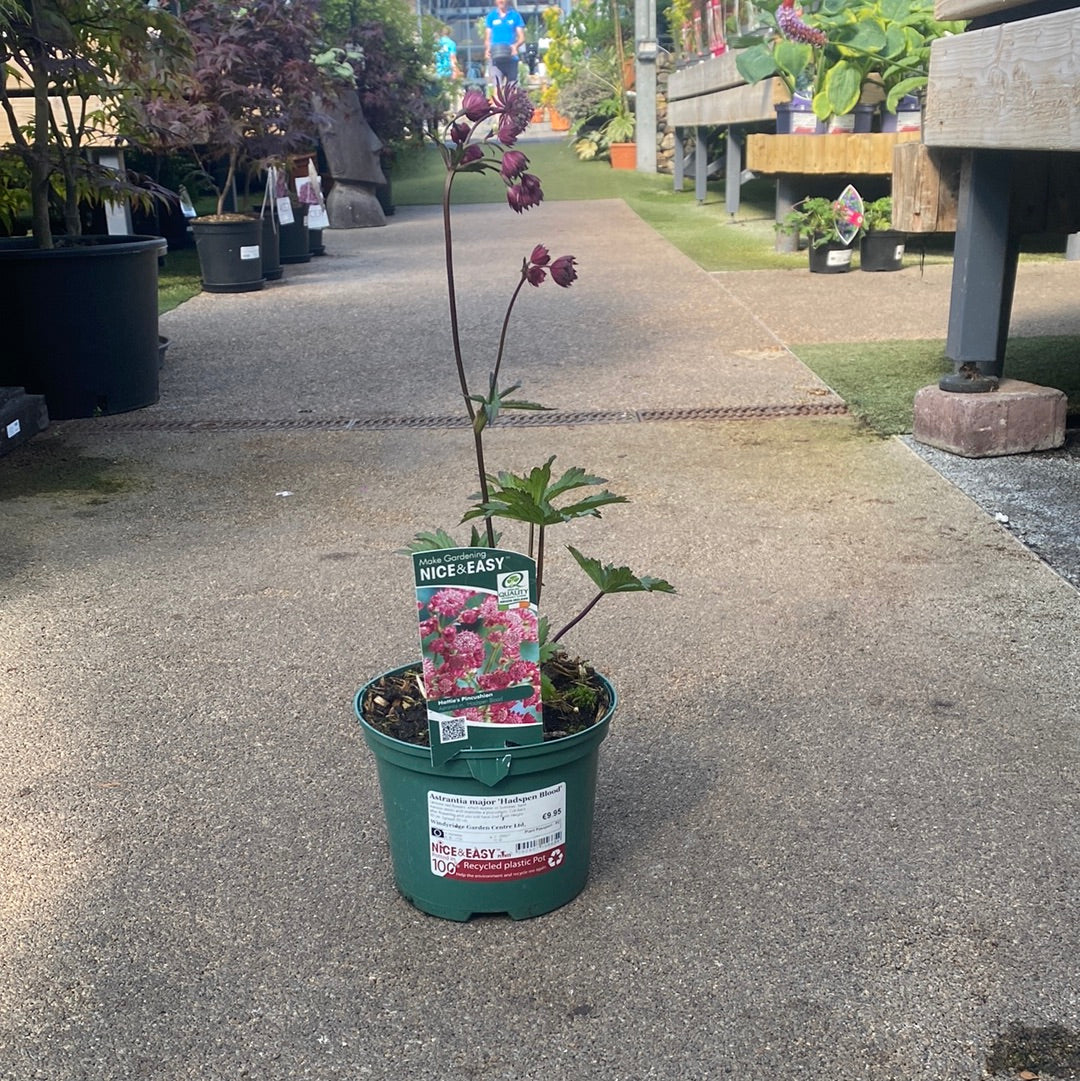 Astrantia major Hadspen Blood