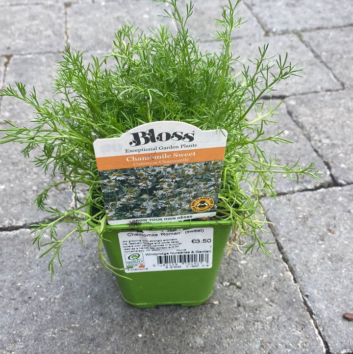Chamomile Roman  (sweet) 9cm