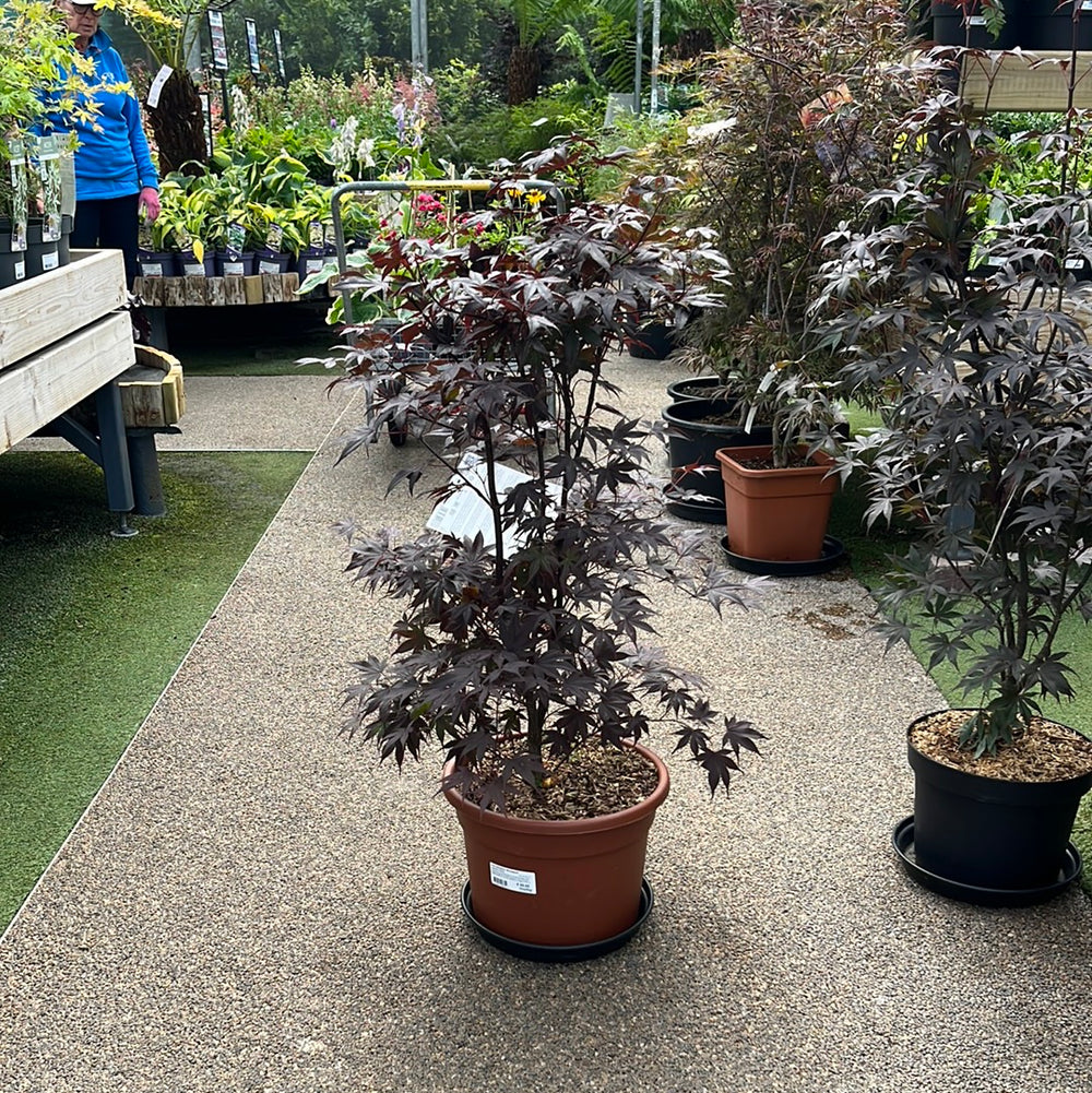 Acer Palmatum Bloodgood  80-100 Cm C15 - Trees - Windyridge Garden Centre