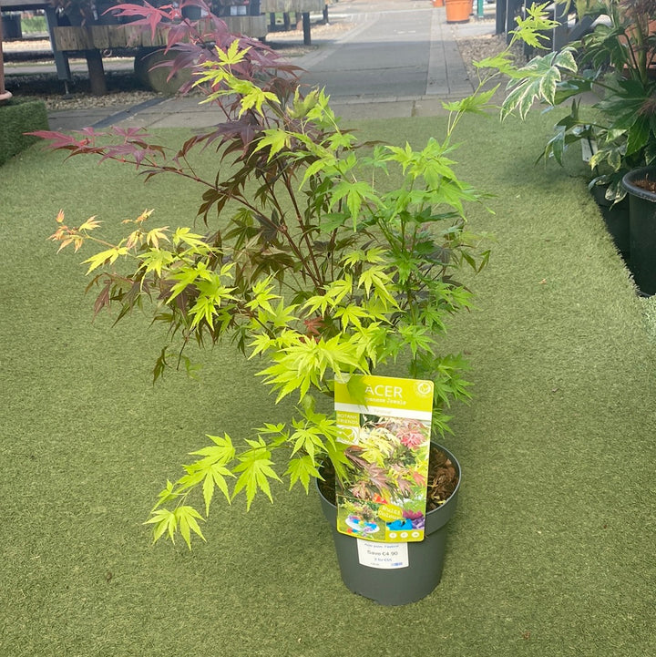 Acer palm. Festival