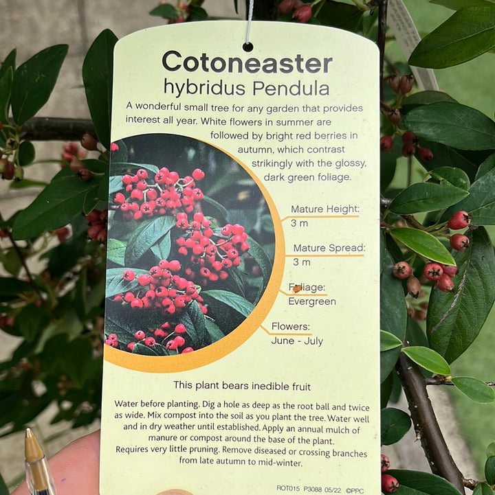 COTONEASTER HYBRIDA PENDULA