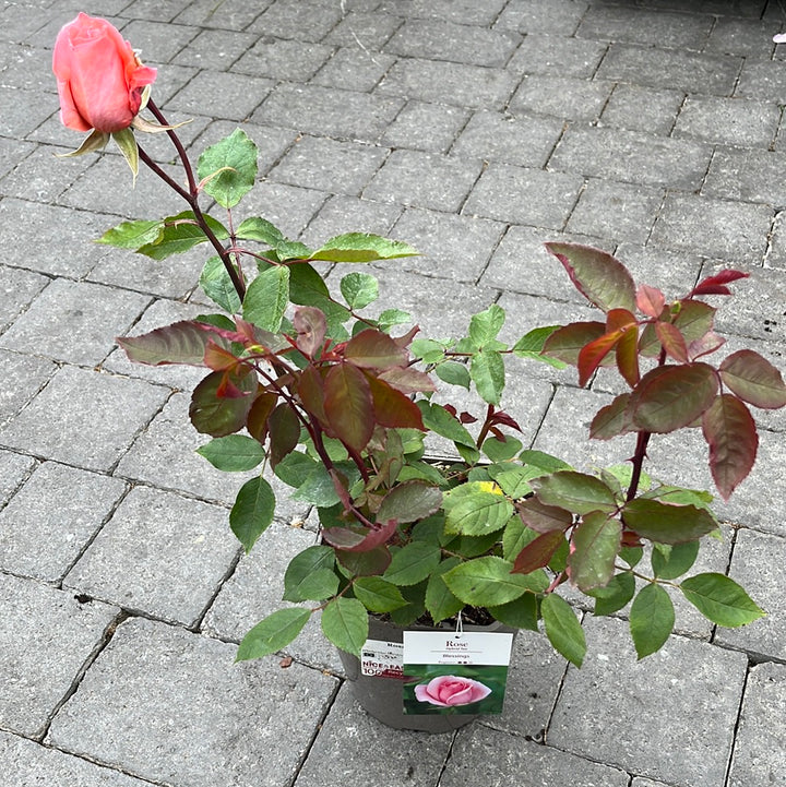 Rosa Blessings