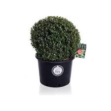 Ilex crenata Stokes  30 CM BALL