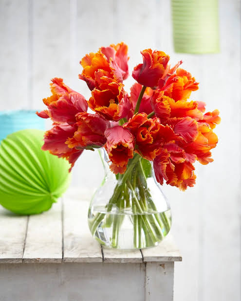 TULIP AMAZING PARROT x 8