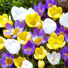 PROMO CROCUS SPECIE MIXED COLOURS X 50