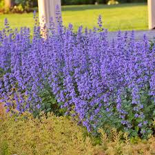 NEPETA Summer Magic