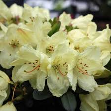 Rhododendron Wren - Bedding - Windyridge Garden Centre