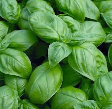 Basil Sweet