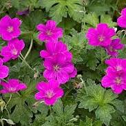 Geranium Russell Pritchard