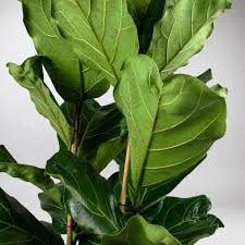 Ficus lyrata