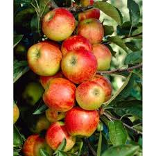 Coronet Family apple