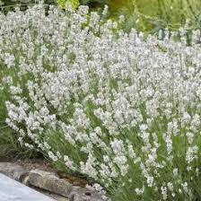 Lavender Ellegance Ice - Seed Packets - Windyridge Garden Centre