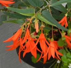 Bonfire Begonia