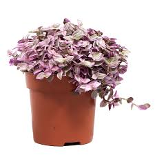 Callisia repens Rosato