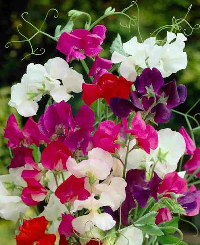 Sweet Pea Old Fashioned Mix