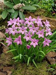 IPHEION UNIFLORUM CHARLOTTE BISHOP 10