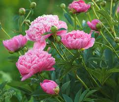 Paeonia Dr. Alexander Fleming - Herbaceous - Windyridge Garden Centre
