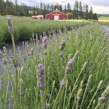 LAVANDULA S. ETERINITY