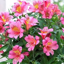 Alstroemeria 'Colorita'® Mix P19 - Herbaceous - Windyridge Garden Centre