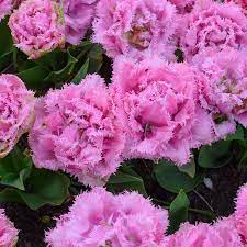 PREM TULIP CAIRNS X 8