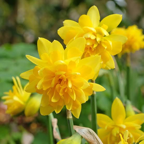 NAR BOTANICAL DOUBLE TETE BOUCLE X 10