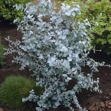 Eucalyptus gunnii France Blue