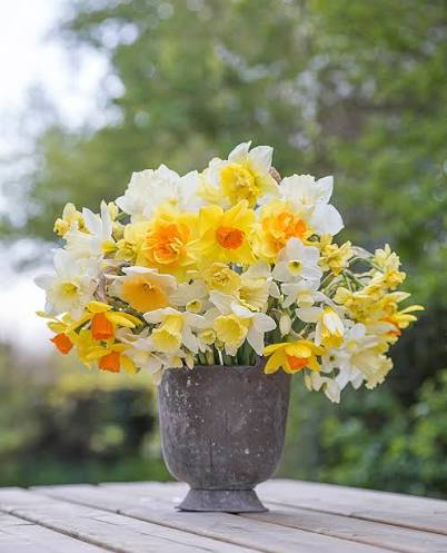 Daffodil Mixed Color 5kg net