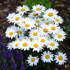 Wildflower Ox-Eye Daisy
