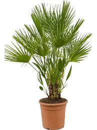 CHAMAEROPS humilis