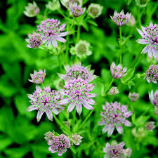 Astrantia major Florence