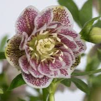 Helleborus cinderella p15